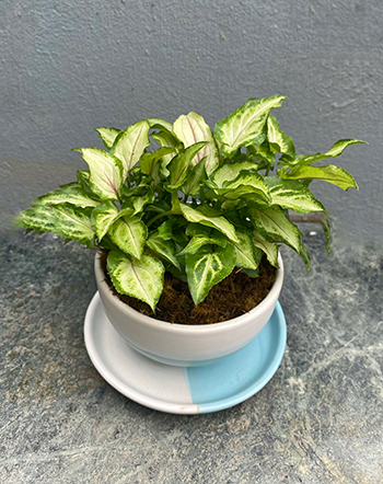 Syngonium