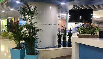 Rental Air Purifire Plants for Office Reception